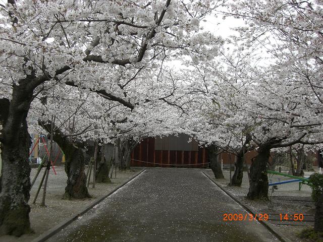 Sakura Flower Falls